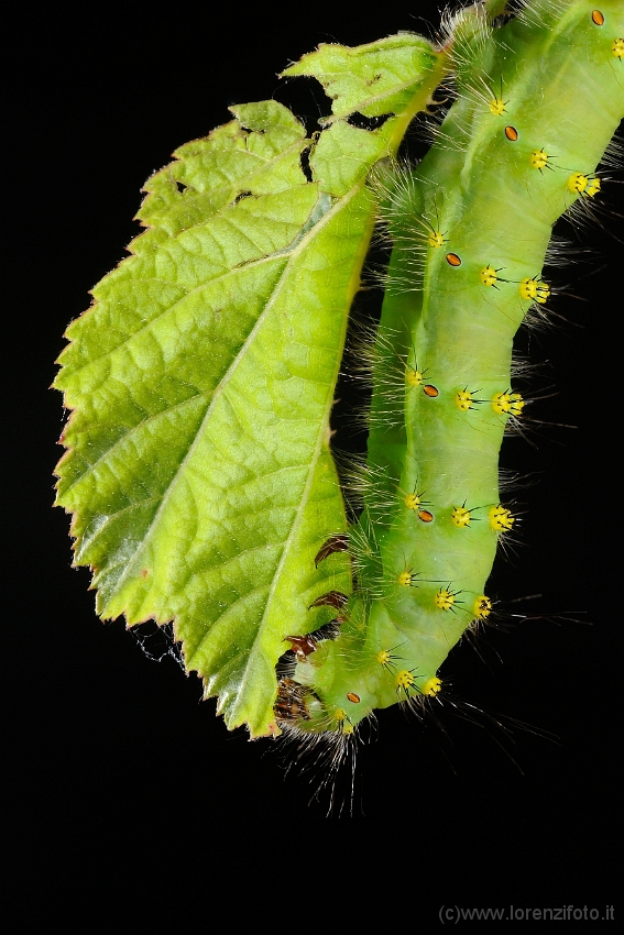 93156 Saturnia pavoniella.jpg